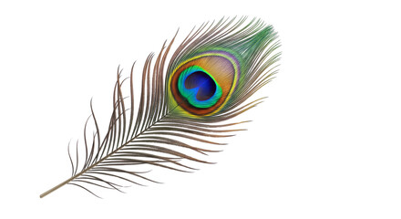 Beautiful peacock feather with colorful iridescent eye pattern isolated on white background © Graphics River
