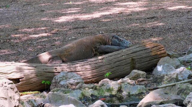 Komodo dragon Varanus komodoensis on forest floor next to log on Komodo Island, East Nusa Tenggara Indonesia
