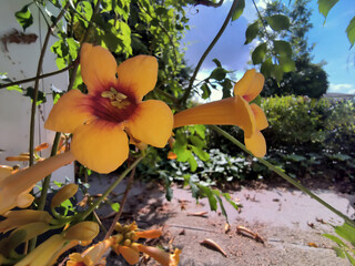 W ogrodzie kwitnie odmiana 'Judy' milina amerykańskiego (*Campsis radicans*), wyróżniająca się kwiatami w kształcie trąbek. Jaskrawopomarańczowe kwiaty z ciemnoczerwonymi wnętrzami  © Grzegorz
