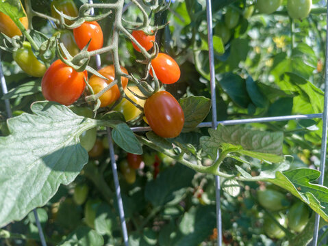 Smaczne, świeże pomidory dojrzewające na grządce tuż przed nadejściem jesieni. Dojrzałe pomidory (*Solanum lycopersicum*) rosną na krzewie wspartym na metalowej kratce w ogrodzie. Owoce są czerwone