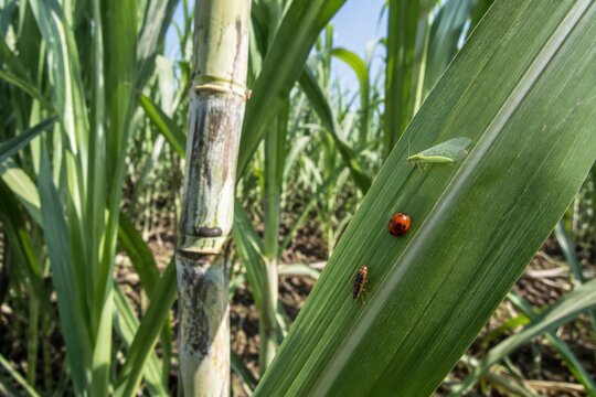 Vibrant ladybug crawling on lush green corn plant stalk with grasshopper and leafhopper insects, close-up macro nature shot, agricultural biodiversity