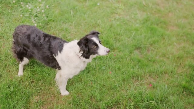 Happy black and white border collie dog on green grass in garden, summer day pet portrait, intelligent nature herding breeds, approachability warmth, and unconditional love that pets bring to families