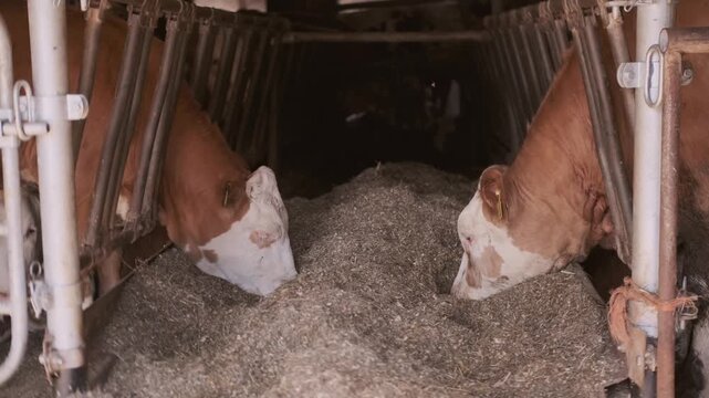 cows ear tags eating hay in barn stall, Herd cattle feeding, animal nutrition, modern dairy indoor farm life, husbandry practices, technology traceability, feeding time, organized management livestock