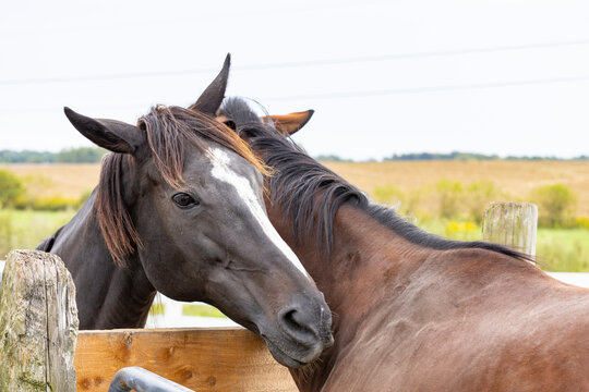 Close-up of two horses grooming each other.