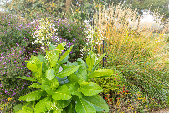 New England aster, nicotiana, and feather reed grass in a garden bed in the autumn. 