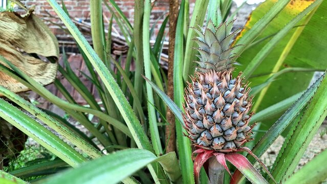 Pineapple plantation agricultural cultivation and global export trade business, professional rural farming economy background, commercial market industry stock photography