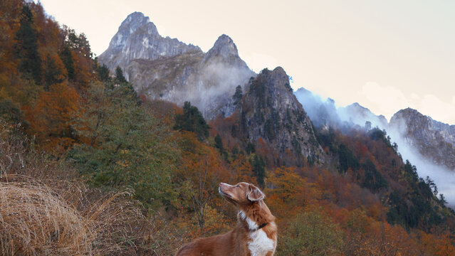 Nova Scotia Duck Tolling Retriever and Jack Russell Terrier dogs explore rocky autumn mountains together. Dramatic cliffs and a colorful valley create a scenic outdoor adventure.