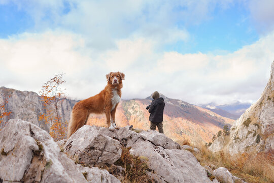 Nova Scotia Duck Tolling Retriever dog stands on rugged rocks overlooking a dramatic mountain landscape. The dog enjoys an autumn hiking adventure surrounded by wild scenic nature.