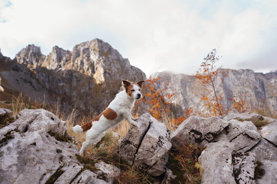 Jack Russell Terrier dog climbs across rugged rocks during an autumn mountain hike. Dramatic peaks and colorful vegetation surround the small dog on an outdoor adventure.
