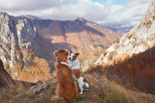 Nova Scotia Duck Tolling Retriever and Jack Russell Terrier dogs sit together above an autumn valley. Rocky peaks and colorful fall scenery surround the two dogs during a hike.