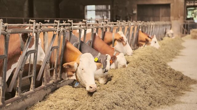 cows ear tags eating hay in barn stall, Herd cattle feeding, animal nutrition, modern dairy indoor farm life, husbandry practices, technology traceability, feeding time, organized management livestock
