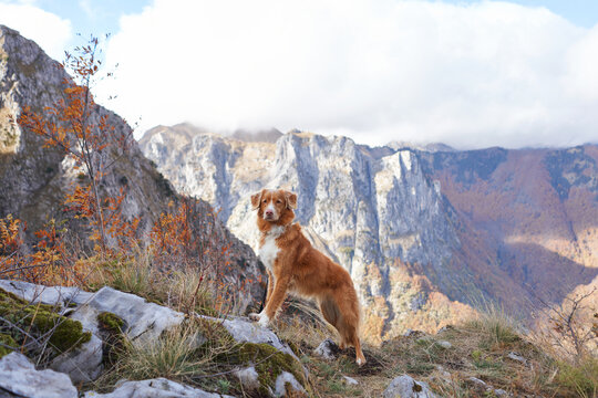 Nova Scotia Duck Tolling Retriever and Jack Russell Terrier dogs explore rocky autumn mountains together. Dramatic cliffs and a colorful valley create a scenic outdoor adventure.