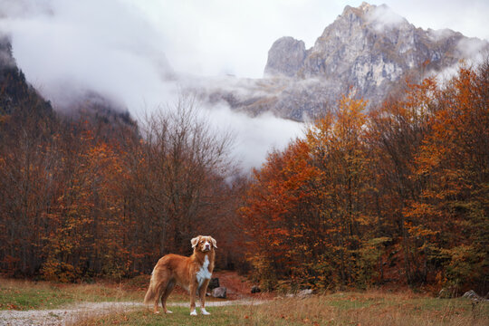 Nova Scotia Duck Tolling Retriever dog sits beneath dramatic mountain peaks in a colorful fall valley. Orange forest and low clouds surround the dog during a scenic hiking adventure.