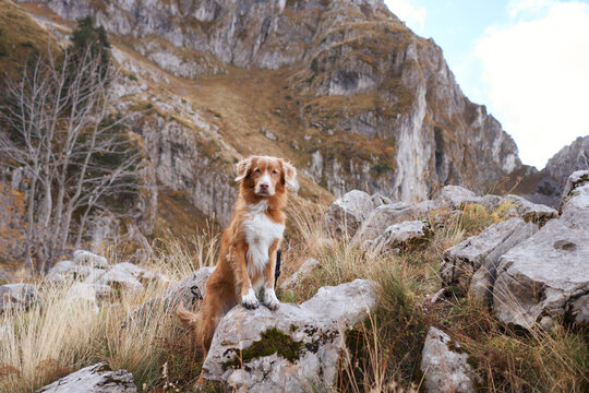 Nova Scotia Duck Tolling Retriever dog stands among rugged rocks during an autumn mountain hike. Dramatic cliffs and wild scenery surround the dog on an adventurous outdoor journey.