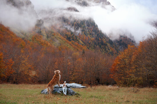 Nova Scotia Duck Tolling Retriever dog explores a colorful mountain valley during a fall hike. Misty cliffs and orange woodland surround the dog on an outdoor travel adventure.