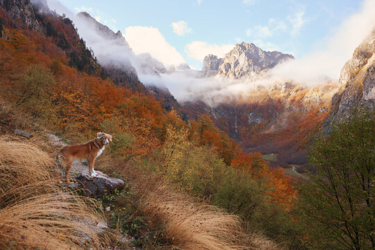 Nova Scotia Duck Tolling Retriever dog explores a narrow trail above a colorful autumn valley. Rocky peaks and orange woodland surround the dog during a scenic hiking adventure.
