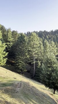Wind in forest Kashmir Baramulla