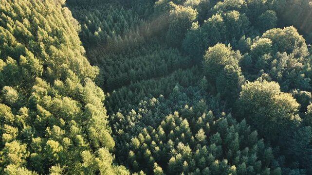 Road through thriving nature for environmental campaigns