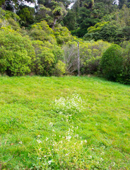 Lush green meadow with blooming white wildflowers near dense forest © mcgimpseymike