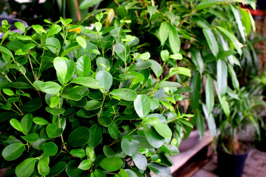Ficus microcarpa Panda at a plant shop. A green plant with distinctive leaves. Also known as the "lucky tree" or banyan.