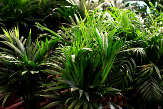 A medium-sized *Chamaedorea elegans* (parlor palm) and a *Howea* (Kentia palm) in a plant shop. Tropical palm plants for an "urban jungle" concept.