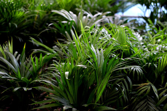 A medium-sized *Chamaedorea elegans* (parlor palm) and a *Howea* (Kentia palm) in a plant shop. Tropical palm plants for an "urban jungle" concept.