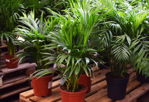 Medium-sized potted Chamaedorea elegans (parlor palm) and Howea (Kentia palm) in a plant shop. Tropical palms for creating an "urban jungle" atmosphere.