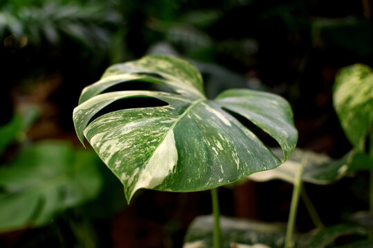 Close-up of a variegated *Monstera* leaf. A beautiful tropical plant for interiors; "urban jungle" concept.