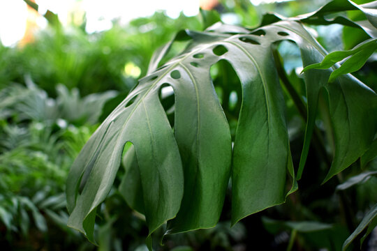 Close-up of a dark green  Monstera leaf (Monstera deliciosa). A beautiful tropical plant for interiors; "urban jungle" concept.