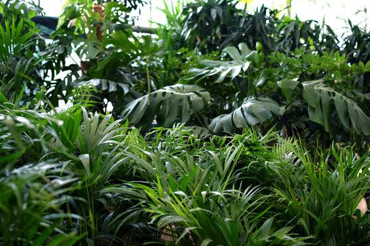 Medium-sized Chamaedorea elegans (parlor palm) and Howea (Kentia palm), as well as "Monstera deliciosa", at a plant shop. Tropical plants for an "urban jungle" concept.
