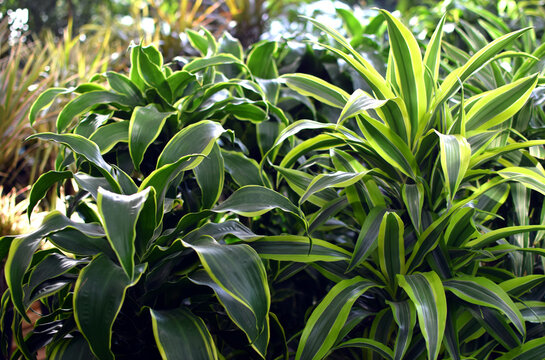 Variegated Dracaena reflexa lime in a flower shop. Beautiful green plants with striped leaves for interiors.
