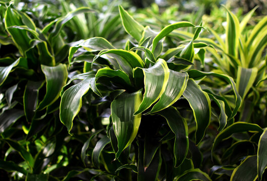 Variegated Dracaena reflexa lime in a flower shop. Beautiful green plants with striped leaves for interiors.