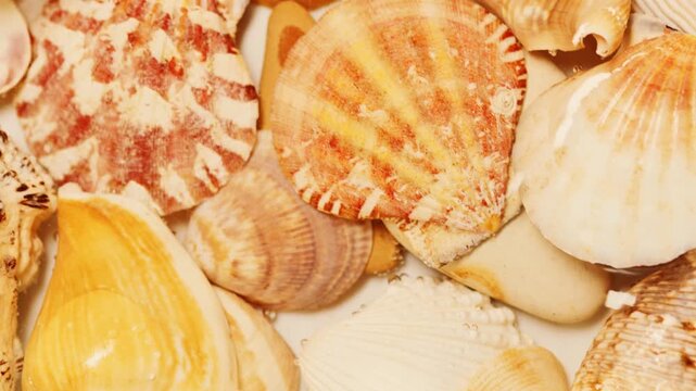 Top view macro shot of diverse natural seashells under clear crystal water, showcasing rich textures, warm colors, and summer beach aesthetic for summer travel and background.