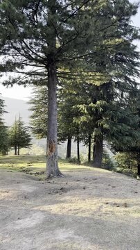 Wind through forest in North Kashmir