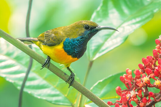 A wild palawan sunbird (Cinnyris aurora) perched on a branch with surrounding foliage and red leea (Leea rubra) flower
