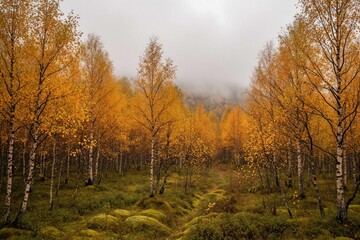 Obraz premium Yellow birch trees grow in autumn forest under cloudy sky. Golden foliage covers woodland landscape during fall season. Misty fog covers hills in background of north nature park. Mossy ground with
