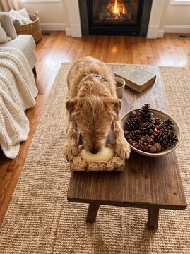 Capture relatable daily pet headaches with a golden dog chewing home decor on the table.