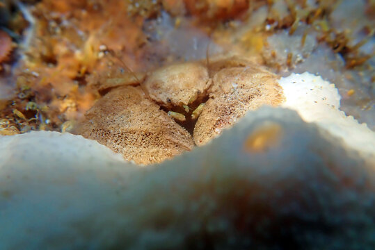  Hairy Porcelain Crab - (Porcellana platycheles), macro underwater photography