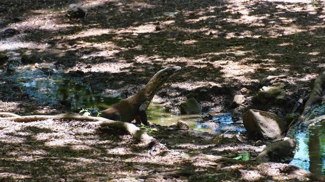 Komodo dragon Varanus komodoensis drinking water with tongue from stream on Komodo Island, East Nusa Tenggara Indonesia