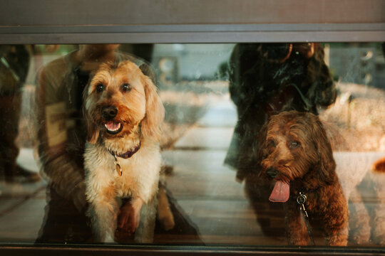 Dogs Looking Through Glass Door