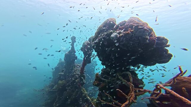 underwater Philippines scuba diving shipwreck. tourism destination for coral reef and shipwrecks diving in Coron, Palawan. 