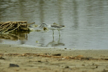 ARCHIBEBE CLARO © Germán