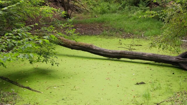 Static close-up of duckweed covered pond with fallen log surrounded by lush green forest in soft daylight, Wildkatzenpfad, forest trail, Germany