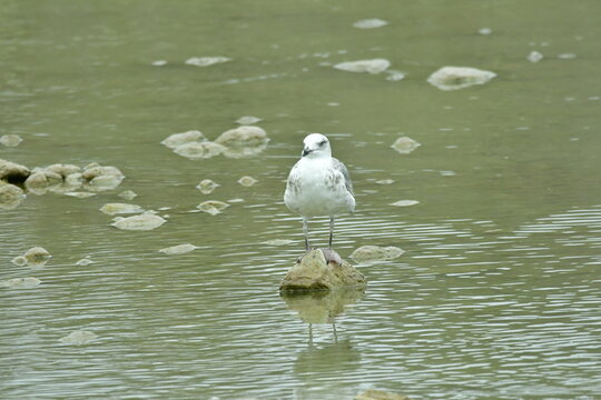 GAVIOTA PATIAMARILLA