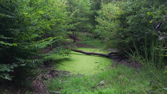 Tilt-up reveal from grassy trail to duckweed pond with fallen log in tranquil woods in daytime, Wildkatzenpfad, forest trail, Germany