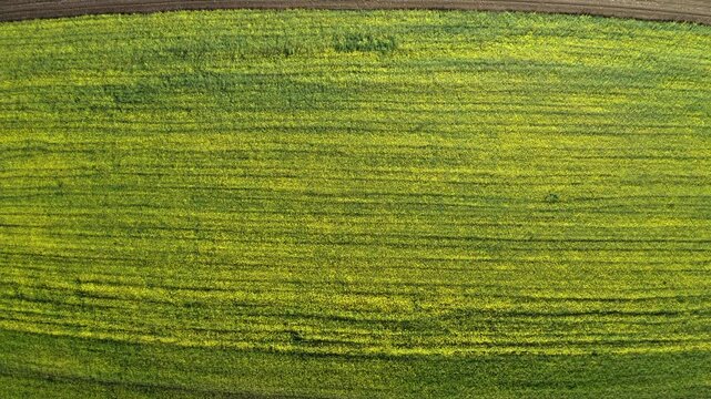 Drone flight over a blooming rape field and ploughed field, Hausruckviertel, Upper Austria, Austria