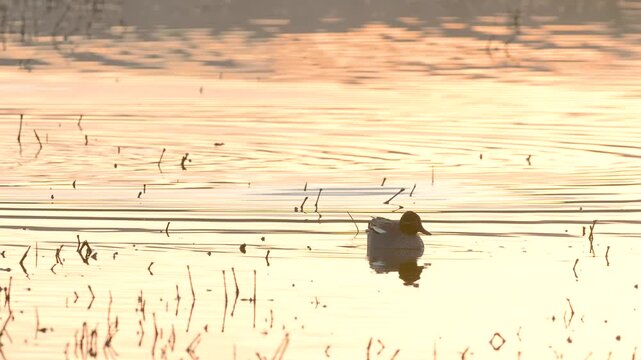 Eurasian Teal, Anas crecca, birds in spring courtship on marshes