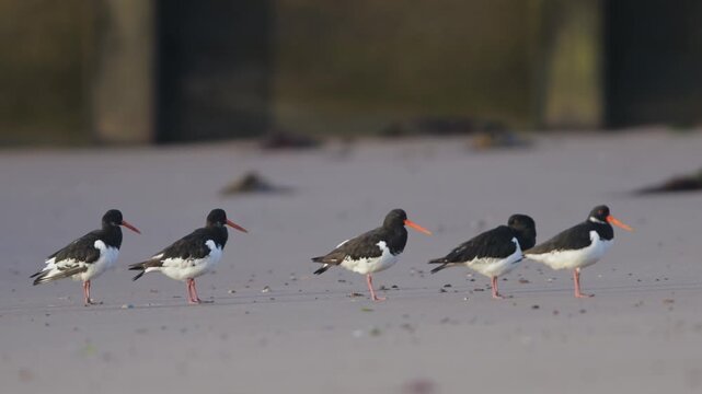 Eurasian Oystercatcher, Haematopus ostralegus, birds feeding on the beach at low tide, Dawlish Warren, Devon, England, United Kingdom