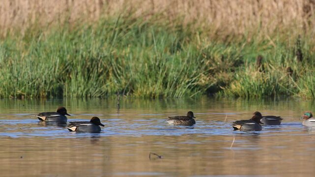 Eurasian Teal, Anas crecca, birds in spring courtship on marshes
