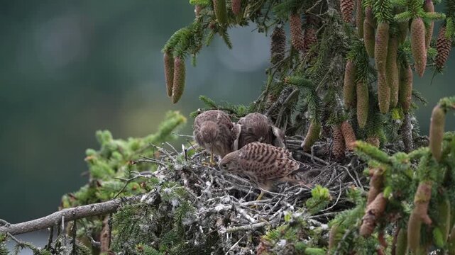 Kestrel (Falco tinnunculus), young birds not yet able to fly in the nest, eating mouse, Rhineland-Palatinate, Germany